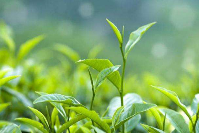 太湖翠竹是什么茶叶 太湖翠竹茶的功效特点分析