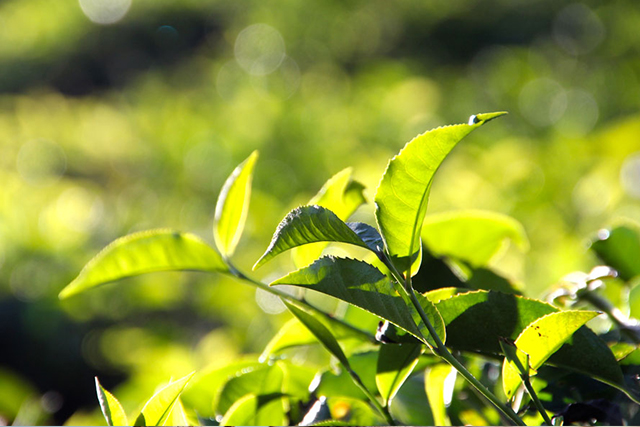 昭平银杉茶价格及图片 昭平银杉茶的特点介绍