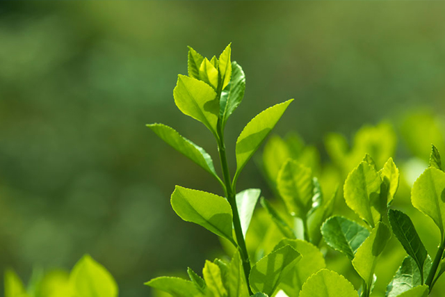 阿萨姆红茶的特点