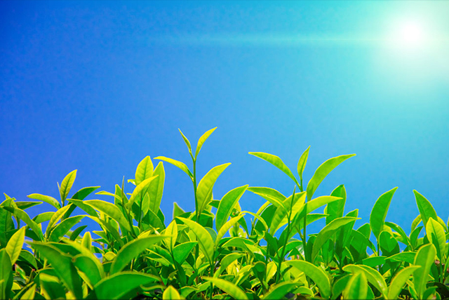 浅谈白茶的功效之白茶的护眼疗效显著(什么泡茶护眼)