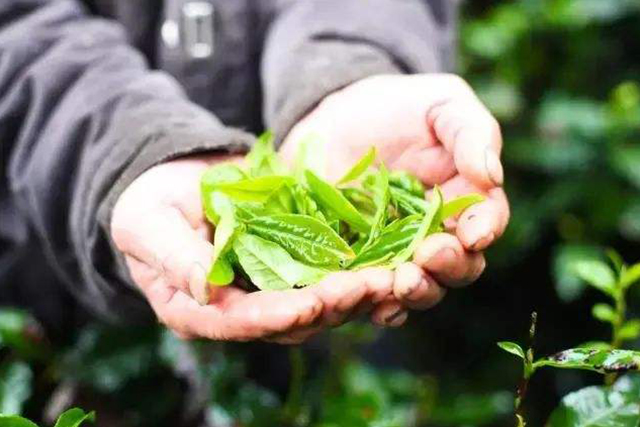 夏天如何喝白茶才能体现白茶的功效(夏天喝白茶吗)